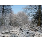 Schnee im Park von Haus Meer. Foto: Eri Krippner