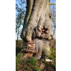 Buchenpilz, Park Haus Meer. Foto: Reinhard Lutum