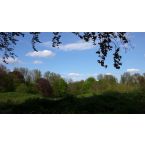 Blick nach Norden im Park von Haus Meer. Foto: Reinhard Lutum