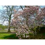 Magnolie im Park Haus Meer. Foto: Eri Krippner