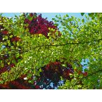 Gingko vor Blutbuche, Park Haus Meer. Foto: Eri Krippner