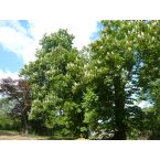 Kastanienblüte im Park Haus Meer. Foto: Eri Krippner