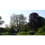 Blick zur Klosterkastanie im Park Haus Meer. Foto: Reinhard Lutum