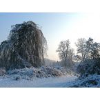 Trauerbuche, Winter im Park Haus Meer. Eigentliche Bezeichnung: Hängebuche. Foto: Eri Krippner