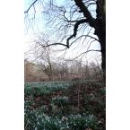 Schneeglöckchen im Park Haus Meer. Foto: Reinhard Lutum
