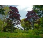 Blutbuchen im Park Haus Meer. Foto: Eri Krippner